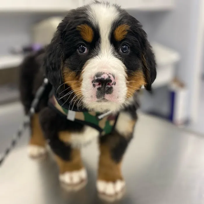 Huntington Village Animal Hospital Picture 3