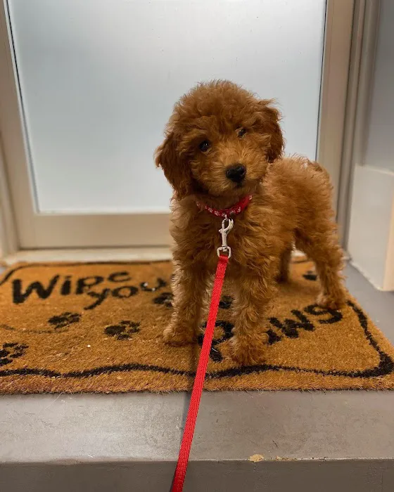 Huntington Village Animal Hospital Picture 2