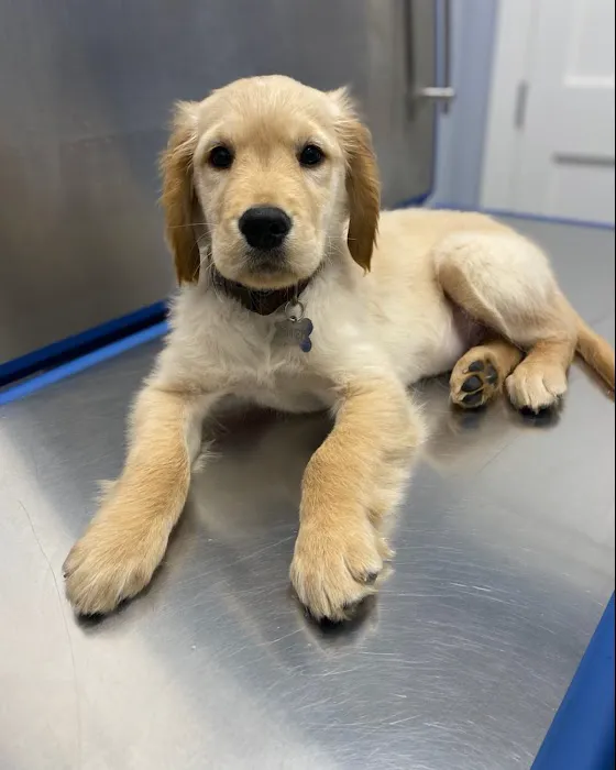 Huntington Village Animal Hospital Picture 1