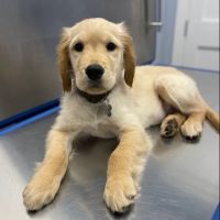 Huntington Village Animal Hospital ico