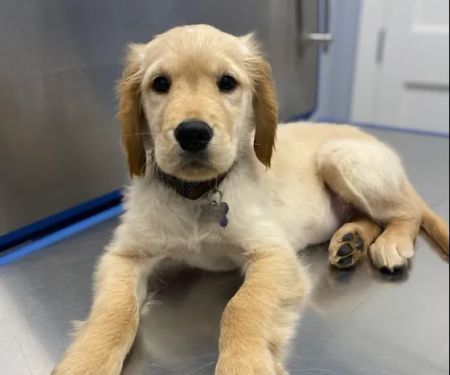 Huntington Village Animal Hospital