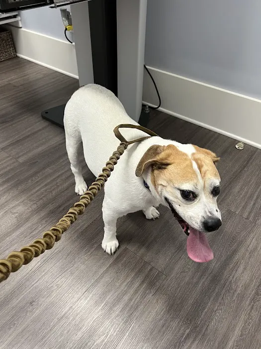 Huntington Village Animal Hospital Picture 5