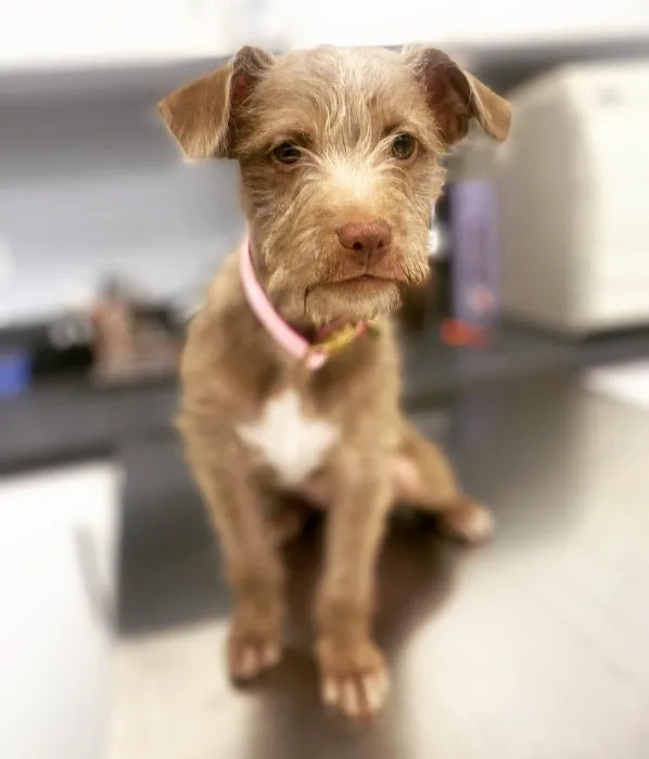 Huntington Village Animal Hospital Picture 9