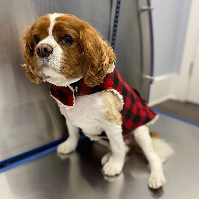 Huntington Village Animal Hospital Picture 10