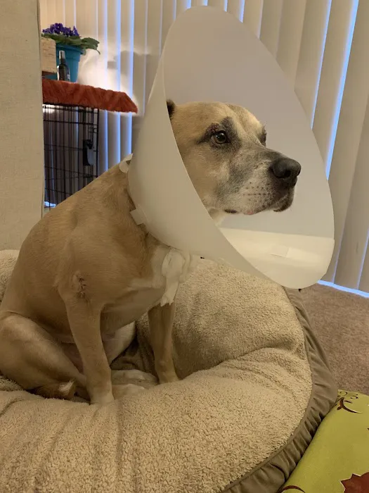 Fort Hill Animal Hospital Picture 1