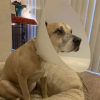 Fort Hill Animal Hospital ico