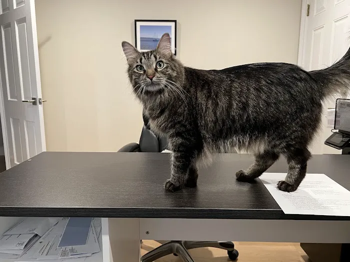 Harborside Veterinary Hospital Picture 1