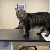 Harborside Veterinary Hospital ico