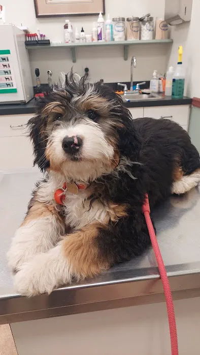 Harborside Veterinary Hospital Picture 7