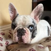 Veterinary Surgical Center of Long Island ico