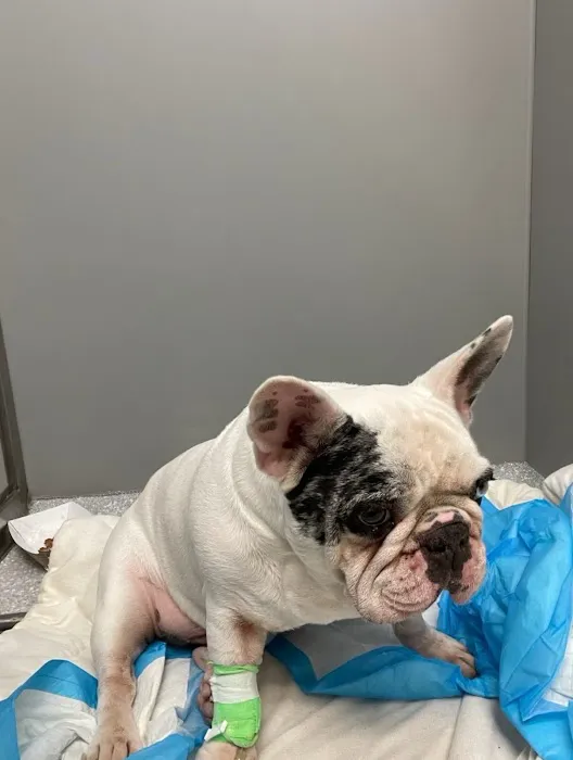 Veterinary Surgical Center of Long Island Picture 7