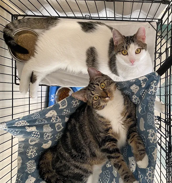 The Cat Doctor Picture 3