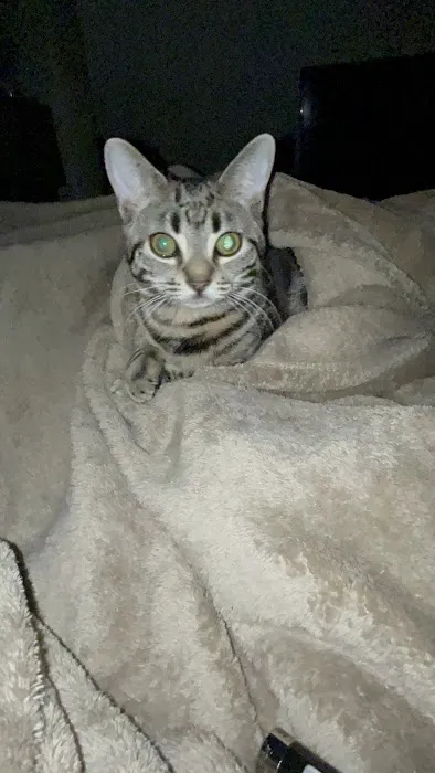 The Cat Doctor Picture 9