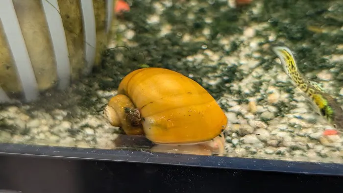 City Island Aquarium Tropical Fish Sales Picture 5