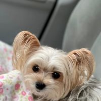 Garden City Park Animal Hospital ico