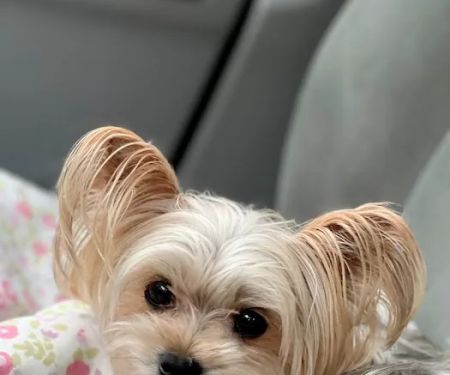 Garden City Park Animal Hospital