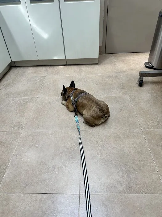 Animal Hospital of Roslyn Picture 8