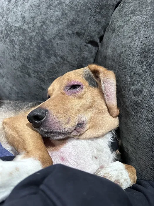 North Shore Veterinary Hospital Picture 1