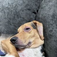 North Shore Veterinary Hospital ico
