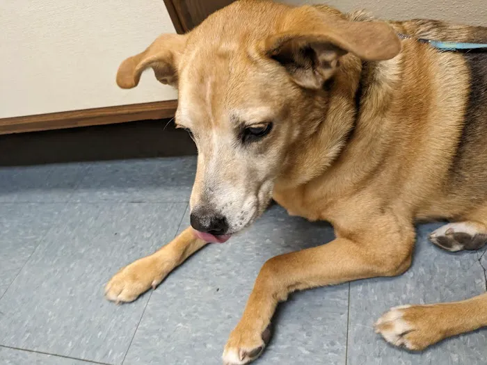 North Shore Veterinary Hospital Picture 8