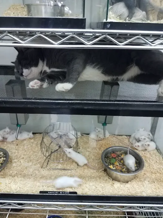 Pet City Picture 1