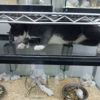 Pet City ico
