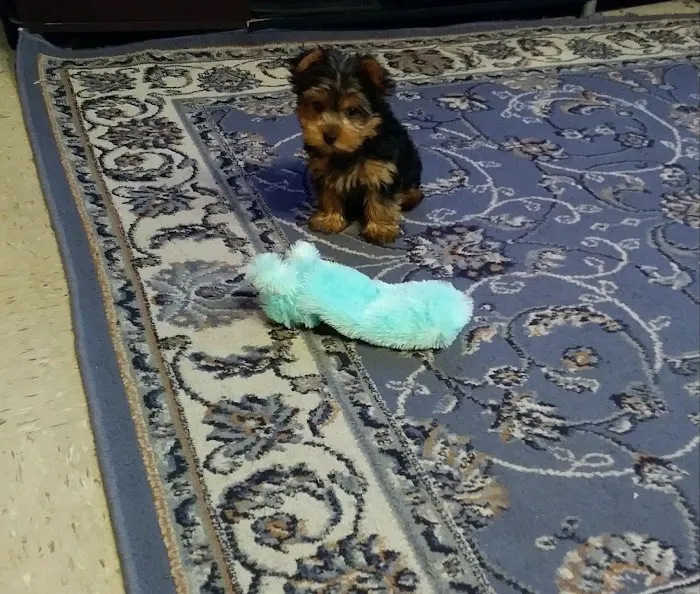 Gabby Pets Picture 6