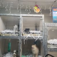 Gabby Pets ico