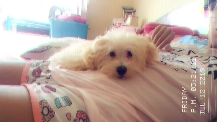 Gabby Pets Picture 8