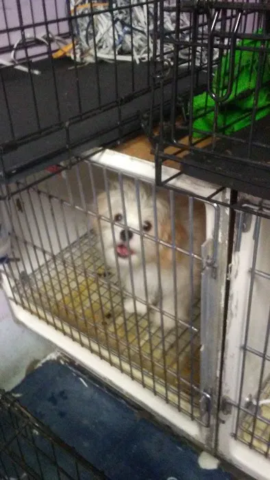 Gabby Pets Picture 7