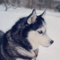 St. James Animal Hospital ico