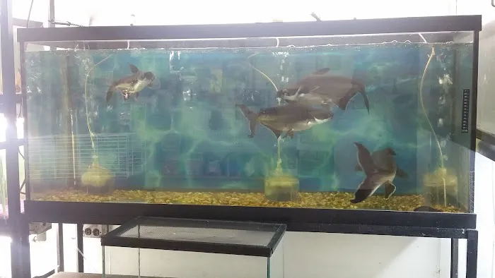 J & J Pet Shop Picture 6