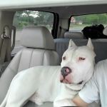 Fitzgerald Veterinary