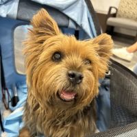 Fort Salonga Animal Hospital ico