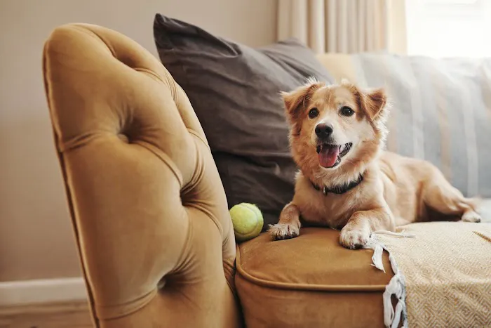 Pet Resources Picture 2
