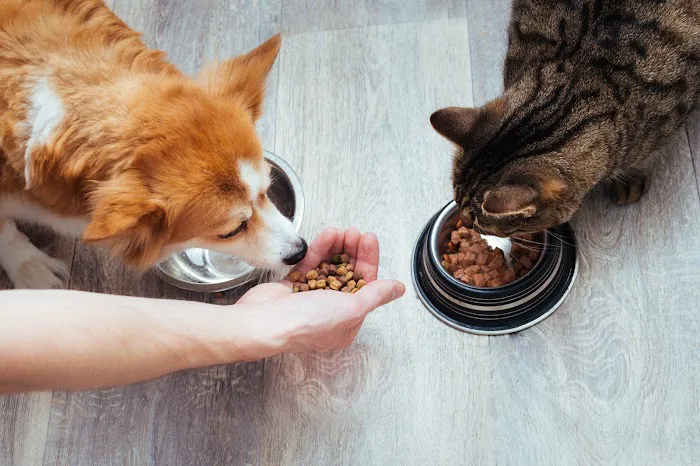 Pet Resources Picture 8