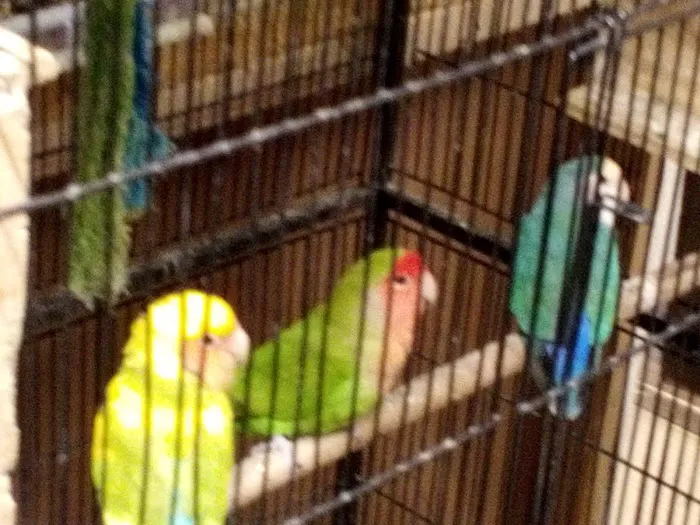 R.S.Pet Center Inc. Picture 6