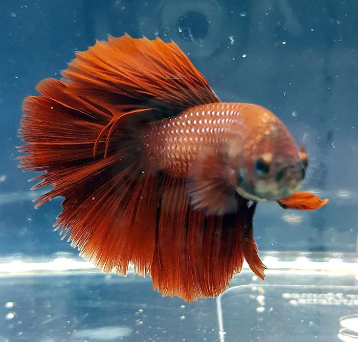 R.S.Pet Center Inc. Picture 9