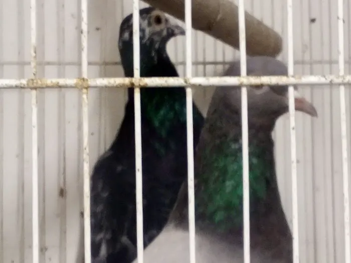 R.S.Pet Center Inc. Picture 7