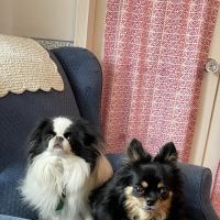 Three Village Veterinary Hospital ico
