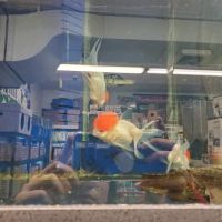 Crosby Pet Center Inc ico