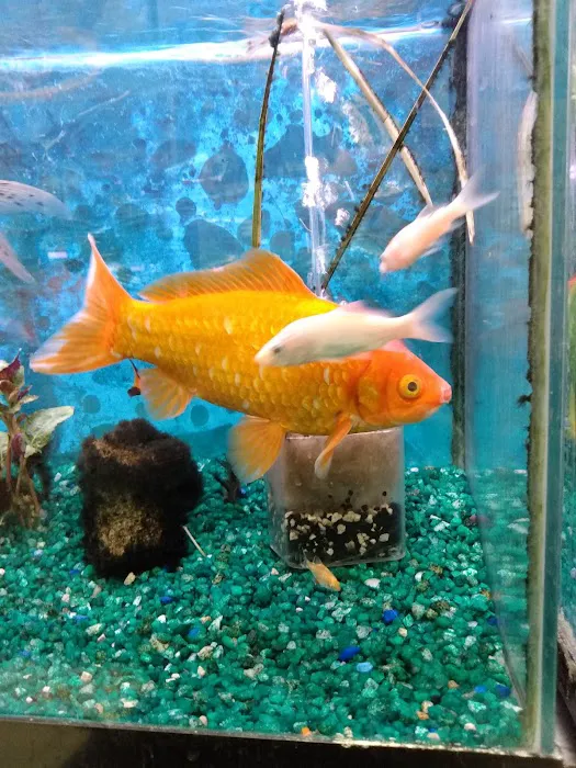 Whole Pets Market Picture 9