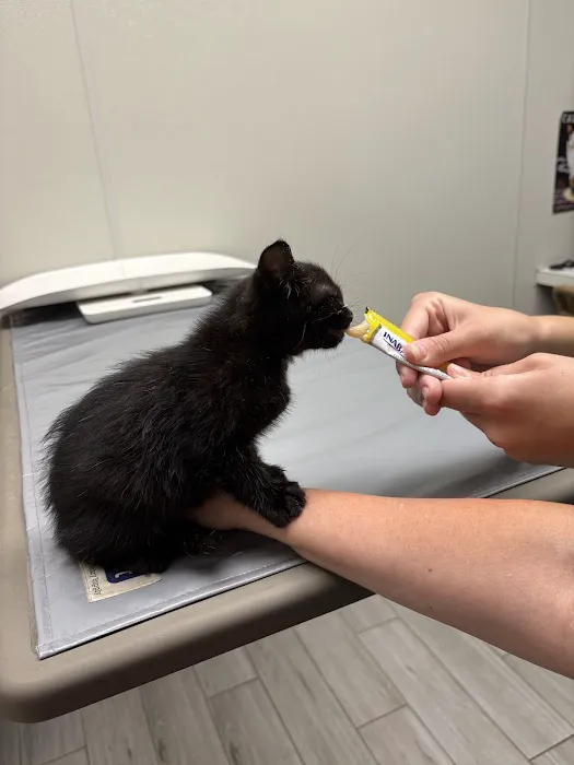 A & A Veterinary Hospital Picture 10