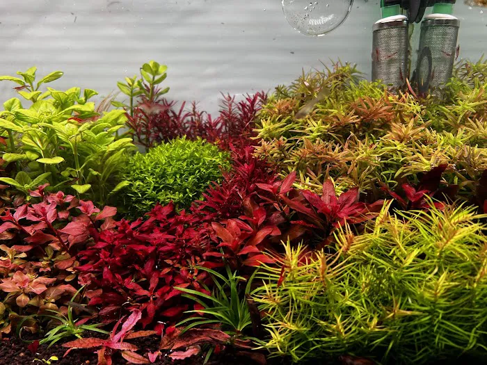 Happy Aquarium Plants Picture 1