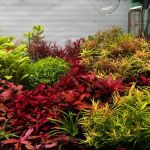 Happy Aquarium Plants