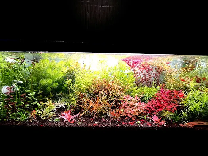 Happy Aquarium Plants Picture 6