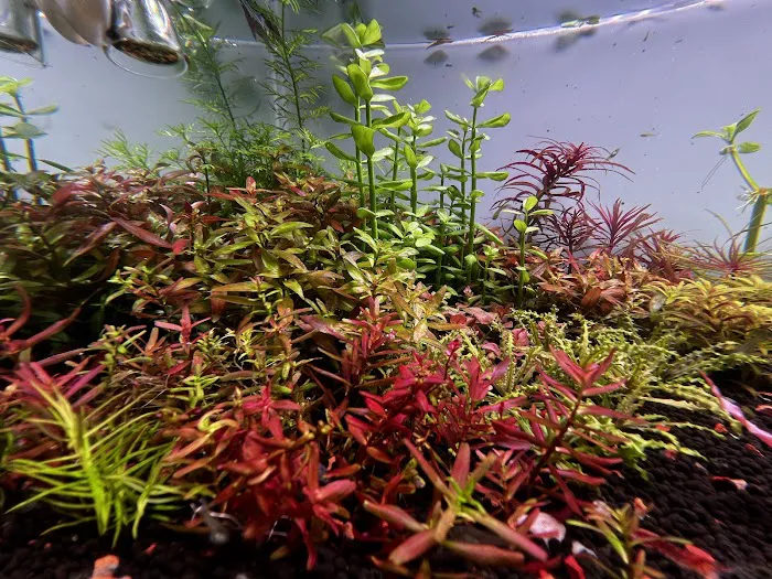 Happy Aquarium Plants Picture 5