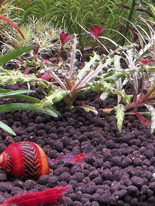 Happy Aquarium Plants Picture 4