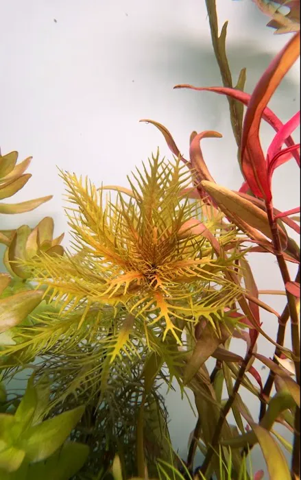 Happy Aquarium Plants Picture 7