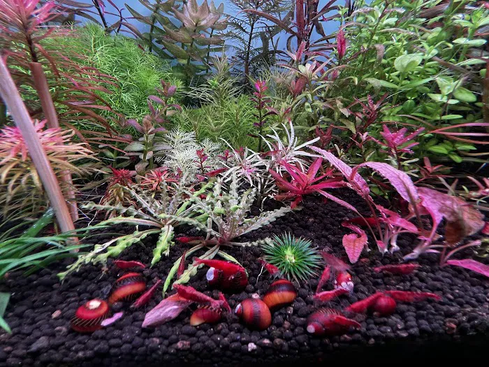 Happy Aquarium Plants Picture 9